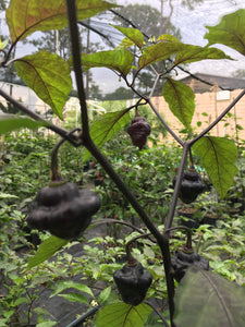 Roxa Lantern Black (Pepper Seeds)
