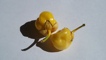 Load image into Gallery viewer, 7 Pot Bubblegum Yellow/Cream (Pepper Seeds)