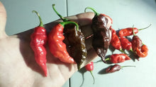 Load image into Gallery viewer, Guwa &quot;X&quot; Red (Pepper Seeds)