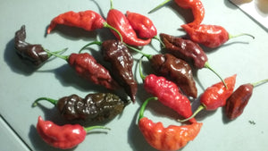 Guwa "X" Red (Pepper Seeds)