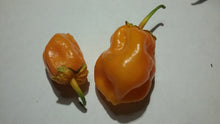 Load image into Gallery viewer, 7 Pot Bubblegum Orange (Pepper Seeds)
