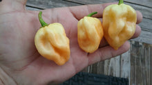 Load image into Gallery viewer, 7 Pot Peach (Pepper Seeds)