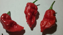 Load image into Gallery viewer, Guwa &quot;X&quot; Red (Pepper Seeds)
