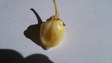 Load image into Gallery viewer, 7 Pot Bubblegum White (Pepper Seeds)