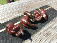Load image into Gallery viewer, Primo &quot;X&quot; x Douglah (Pepper Seeds)