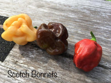 Load image into Gallery viewer, Scotch Bonnet &quot;Pink&quot; (Pepper Seeds)
