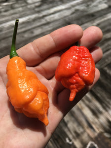 B.O.C. X Reaper Red (Pepper Seeds)