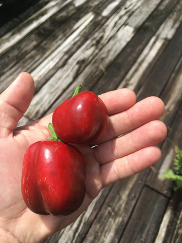 Sriracha Bomb (Pepper Seeds)
