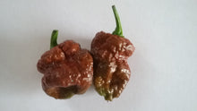 Load image into Gallery viewer, 7 Pot Defcon Chocolate (Pepper Seeds)