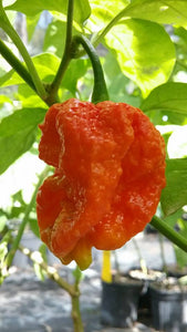 Borg 9 Red (Pepper Seeds)