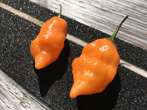 Peach Scorpion (Drop Pheno)(Pepper Seeds)
