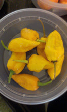 Load image into Gallery viewer, Bhut Jolokia Yellow (Ghost) (Pepper Seeds)