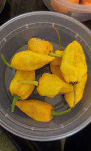 Bhut Jolokia Yellow (Ghost) (Pepper Seeds)