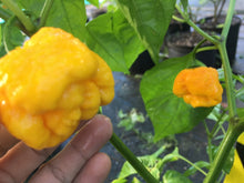 Load image into Gallery viewer, Brainstrain Yellow (Pepper Seeds)