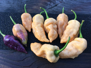 Bhut Jolokia Purple/Peach (Pepper Seeds)