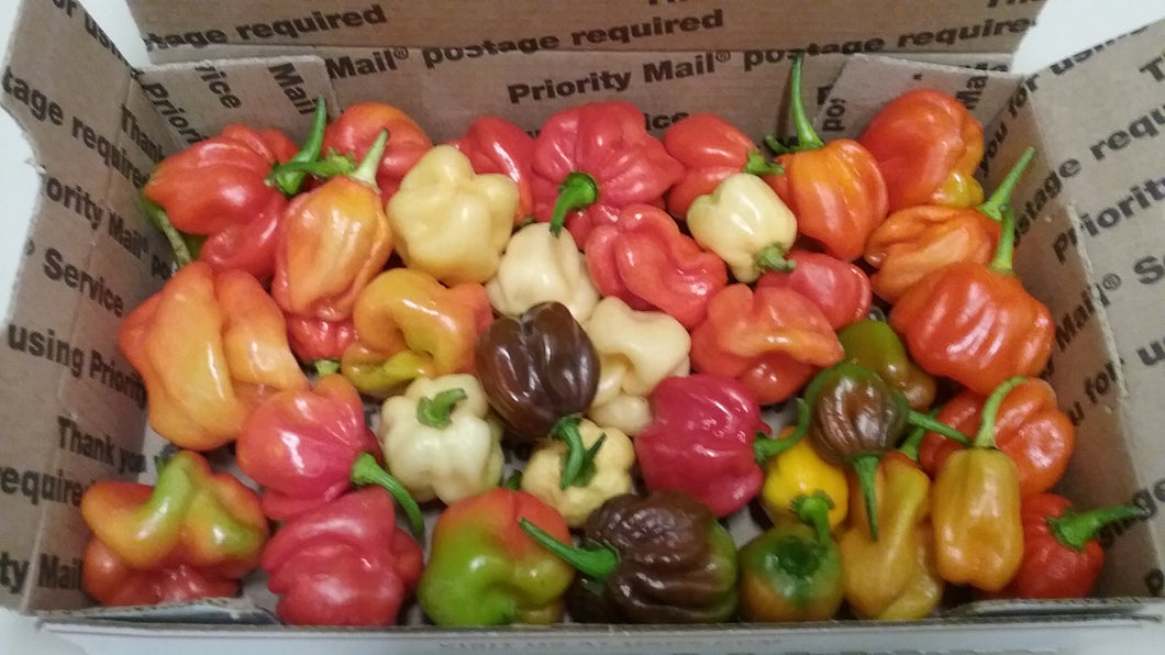 Fresh Scotch Bonnets & More