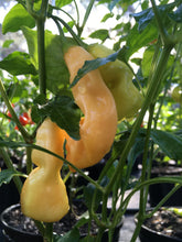Load image into Gallery viewer, SRP Erotic (Pepper Seeds)