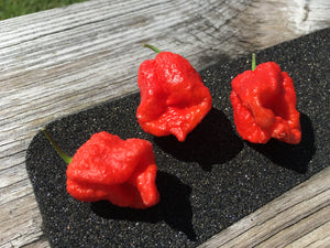 7 Pot Douglah Billy Boy Red (Pepper Seeds)