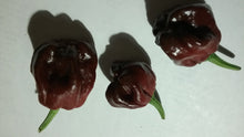 Load image into Gallery viewer, 7 Pot &quot;007&quot; Chocolate (Pepper Seeds)