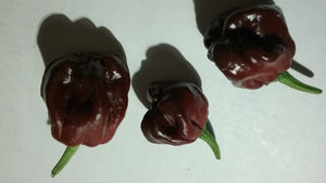 7 Pot "007" Chocolate (Pepper Seeds)