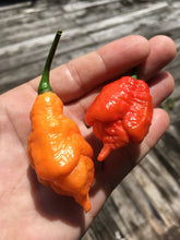 Load image into Gallery viewer, B.O.C. X Reaper Red (Pepper Seeds)