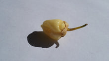 Load image into Gallery viewer, 7 Pot Bubblegum White (Pepper Seeds)