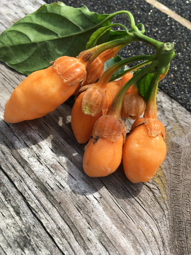 Jes's Morangum Orange (Pepper Seeds)