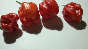 7 Pot "007" Red (Pepper Seeds)