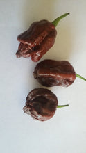 Load image into Gallery viewer, NagaReaper Chocolate (Pepper Seeds)
