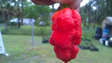 Load image into Gallery viewer, B.O.C. X Reaper Red (Pepper Seeds)(Red Repo)