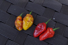 Load image into Gallery viewer, Pimenta Puma (Pepper Seeds)