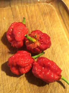 Bubblegum Scorpion (Pepper Seeds)
