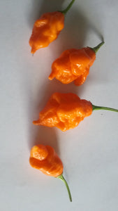 Scorpion "Orange Long Tail" Pepper Seeds