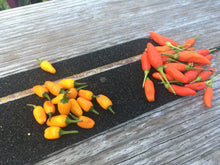 Load image into Gallery viewer, Tabasco Short Yellow (Pepper Seeds)