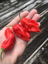 Load image into Gallery viewer, Bhutlah Red X Bubblegum Pepper Seeds