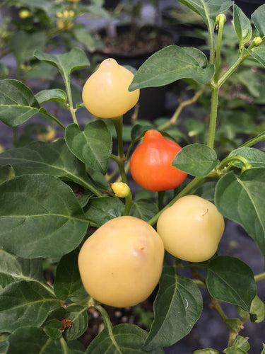 Trepadeira Do Werner (Pepper Seeds)