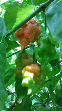 Load image into Gallery viewer, Brazilian Ghost Chocolate (Pepper Seeds)