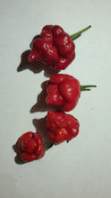 Load image into Gallery viewer, Scorpion Trinidad Red (Pepper Seeds)