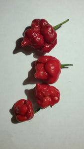 Scorpion Trinidad Red (Pepper Seeds)