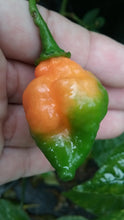 Load image into Gallery viewer, Carbonero Orange (Pepper Seeds)