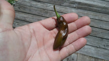 Load image into Gallery viewer, Fatalii Chocolate (Pepper Seeds)