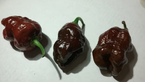 Bhutlah Chocolate X Bubblegum (Pepper Seeds)