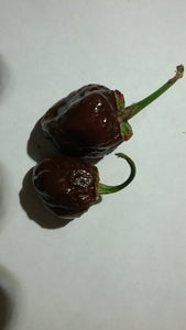 7 Pot Bubblegum Chocolate (Pepper Seeds)