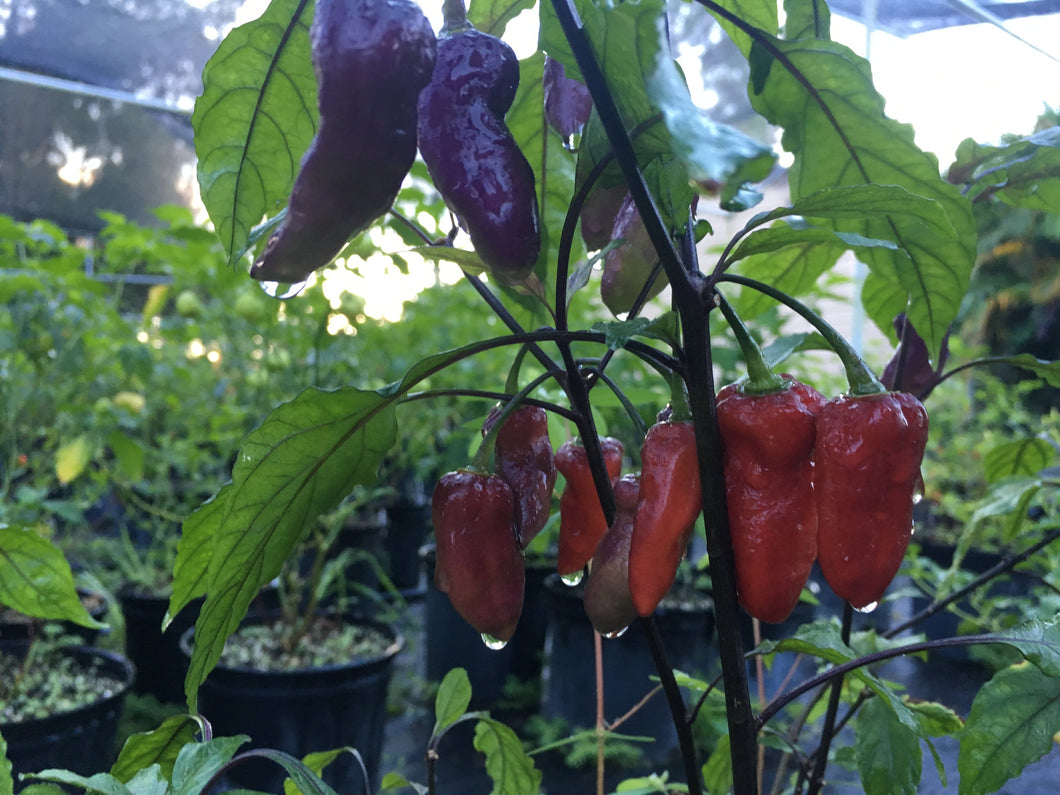 Jes's Moranga Purple/Red (Pepper Seeds)