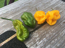 Load image into Gallery viewer, Douglah x Barakpere (Yellow)(Pepper Seeds)