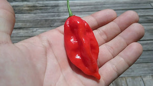 Bhut Jolokia Indian Carbon Red (Pepper Seeds)