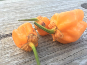 Purplegum Orange Bright (Pepper Seeds)