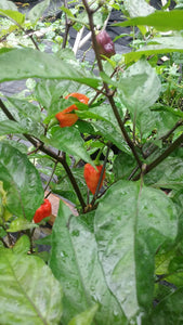 Bhut Jolokia Purple Pumpkin (Pepper Seeds)