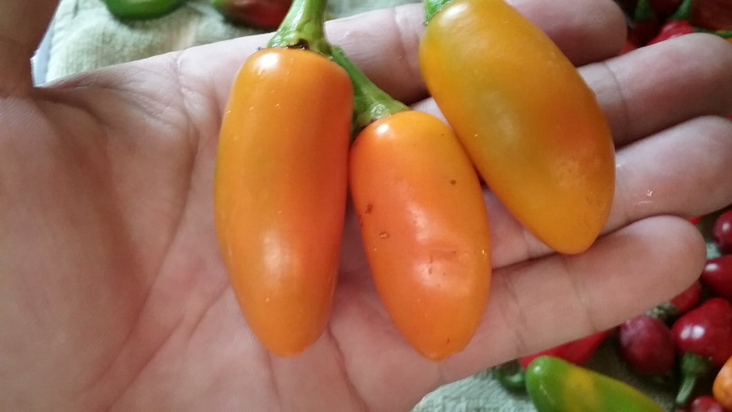 Jalapenona (Pepper Seeds)
