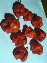 Load image into Gallery viewer, Moruga Brains Red (Pepper Seeds)
